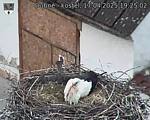 Capi_Dubne_20250417_192502.jpg