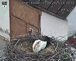 Capi_Dubne_20250417_193002.jpg