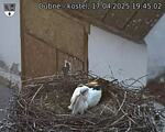 Capi_Dubne_20250417_194502.jpg