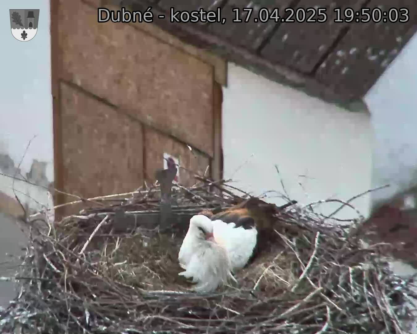Capi_Dubne_20250417_195003.jpg (1350 x 1080)