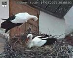 Capi_Dubne_20250417_200003.jpg