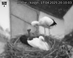 Capi_Dubne_20250417_201003.jpg