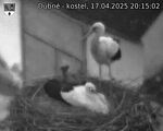 Capi_Dubne_20250417_201502.jpg