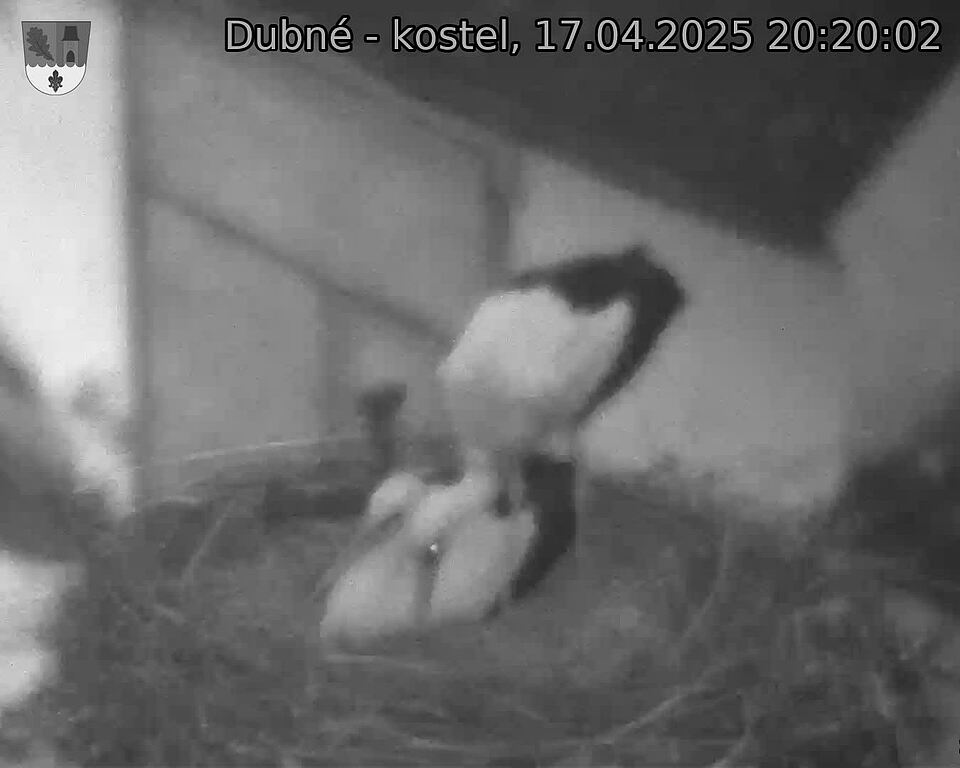 Capi_Dubne_20250417_202002.jpg (1350 x 1080)