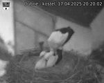 Capi_Dubne_20250417_202002.jpg