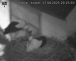 Capi_Dubne_20250417_202503.jpg