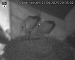 Capi_Dubne_20250417_203502.jpg