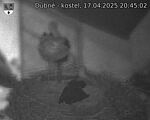 Capi_Dubne_20250417_204502.jpg