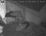 Capi_Dubne_20250417_215003.jpg