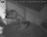 Capi_Dubne_20250417_215502.jpg