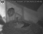 Capi_Dubne_20250417_224502.jpg
