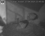 Capi_Dubne_20250417_234502.jpg