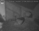 Capi_Dubne_20250417_235002.jpg