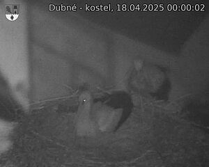 Capi_Dubne_20250418_000002.jpg (1350 x 1080)