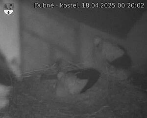 Capi_Dubne_20250418_002002.jpg (1350 x 1080)