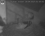 Capi_Dubne_20250418_010502.jpg