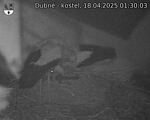 Capi_Dubne_20250418_013003.jpg
