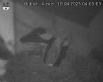 Capi_Dubne_20250418_040503.jpg