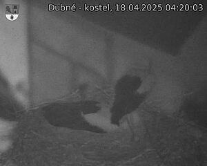 Capi_Dubne_20250418_042003.jpg (1350 x 1080)
