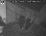 Capi_Dubne_20250418_050002.jpg