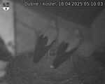 Capi_Dubne_20250418_051003.jpg