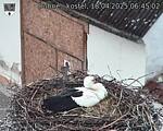 Capi_Dubne_20250418_064502.jpg