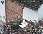 Capi_Dubne_20250418_065002.jpg