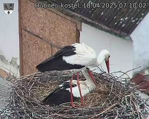 Capi_Dubne_20250418_071002.jpg (1350 x 1080)