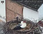 Capi_Dubne_20250418_074002.jpg