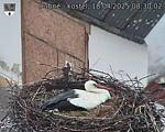 Capi_Dubne_20250418_083002.jpg