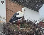 Capi_Dubne_20250418_093502.jpg