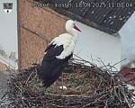 Capi_Dubne_20250418_110004.jpg