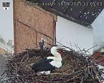 Capi_Dubne_20250418_110503.jpg