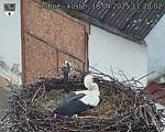 Capi_Dubne_20250418_112002.jpg
