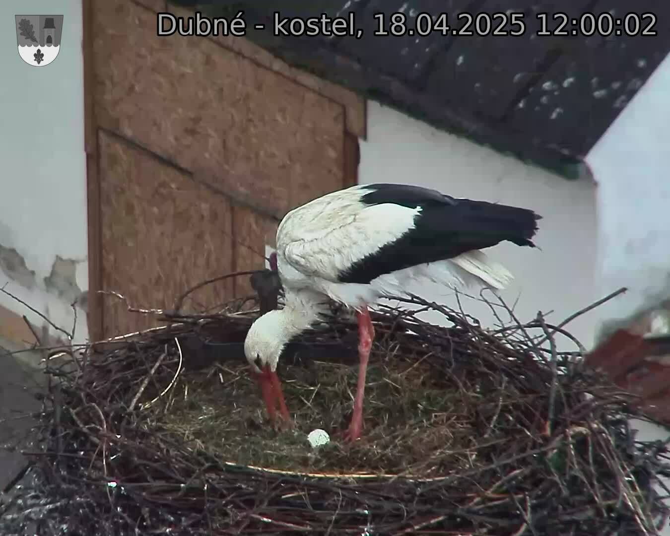 Capi_Dubne_20250418_120002.jpg (1350 x 1080)