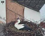 Capi_Dubne_20250418_120502.jpg