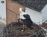 Capi_Dubne_20250418_135502.jpg