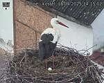 Capi_Dubne_20250418_141502.jpg