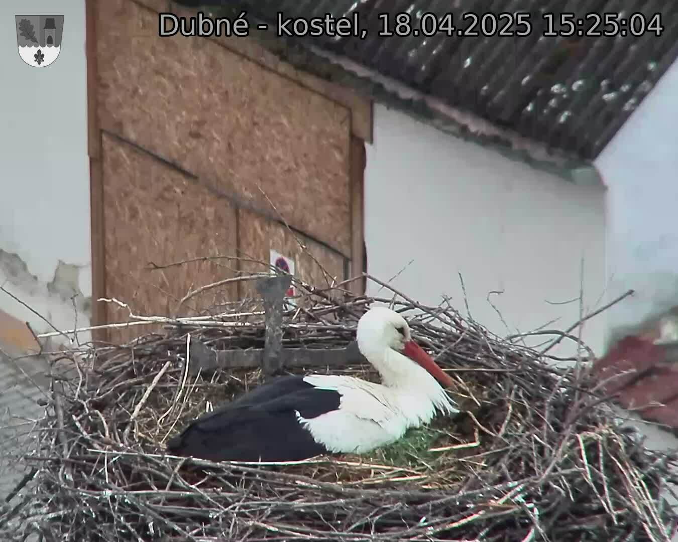 Capi_Dubne_20250418_152504.jpg (1350 x 1080)