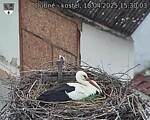 Capi_Dubne_20250418_153003.jpg