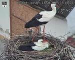 Capi_Dubne_20250418_154503.jpg