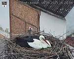 Capi_Dubne_20250418_162004.jpg