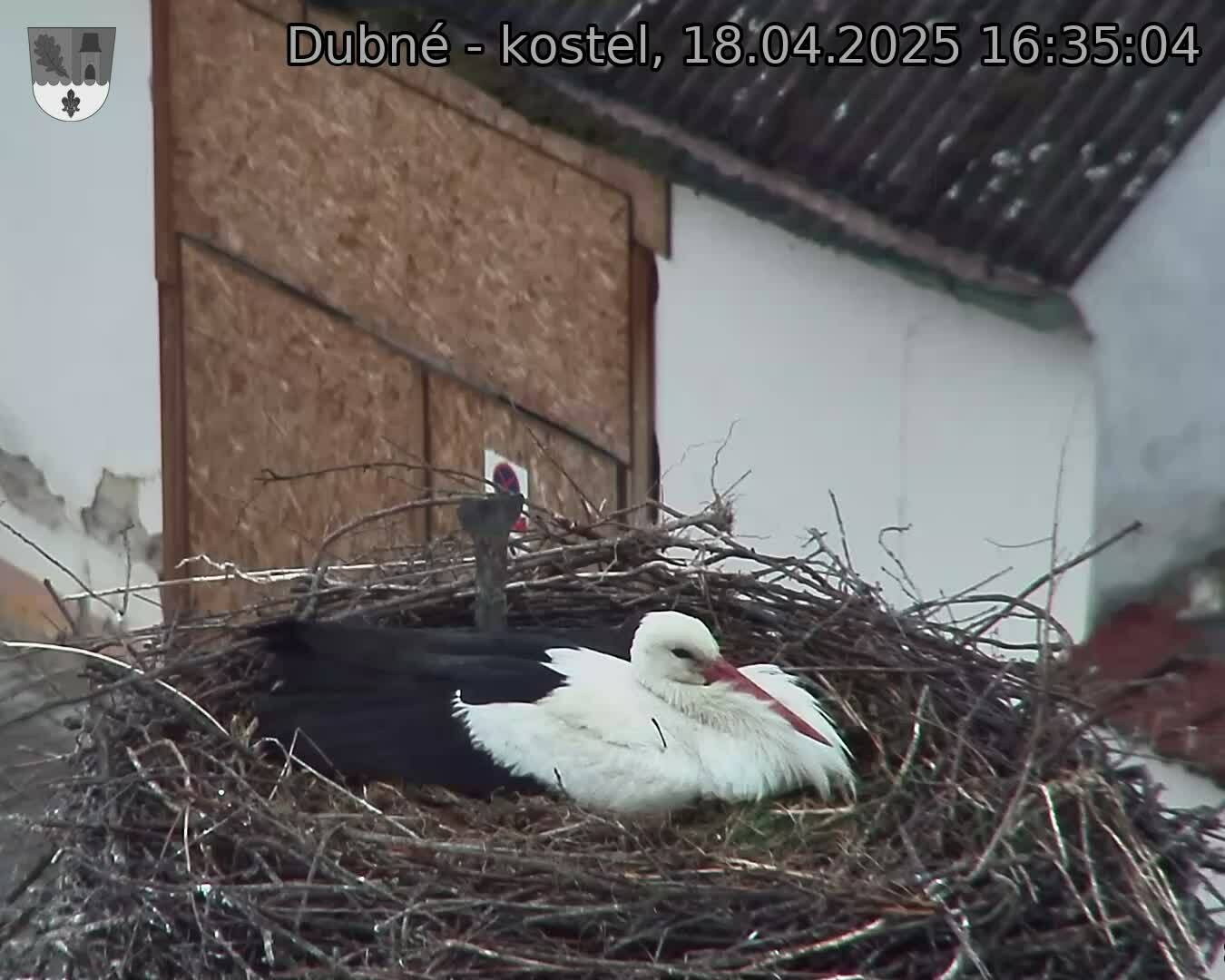 Capi_Dubne_20250418_163504.jpg (1350 x 1080)