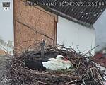 Capi_Dubne_20250418_165004.jpg