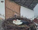 Capi_Dubne_20250418_172502.jpg