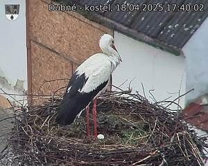 Capi_Dubne_20250418_174003.jpg (1350 x 1080)