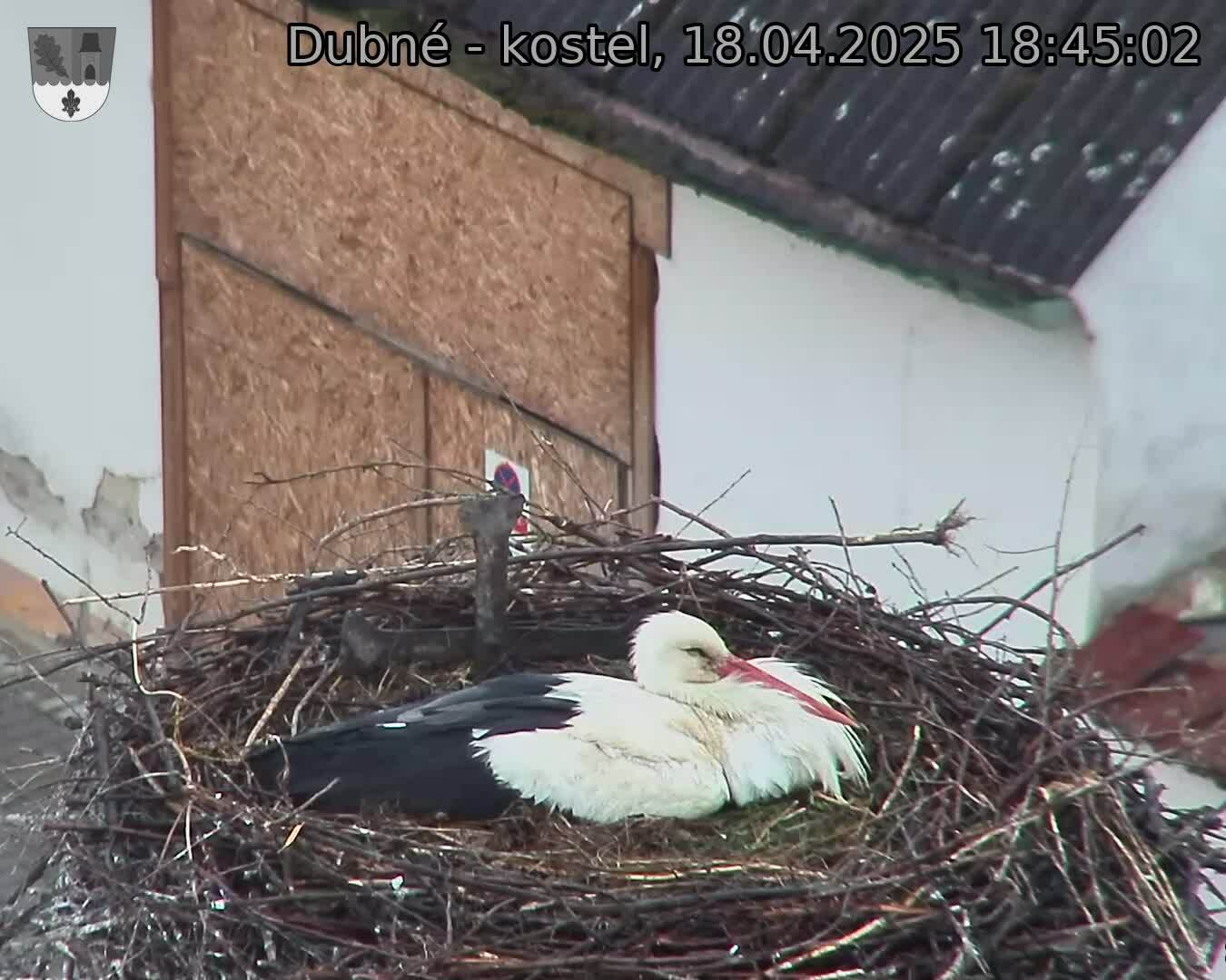 Capi_Dubne_20250418_184503.jpg (1350 x 1080)