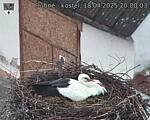 Capi_Dubne_20250418_200003.jpg