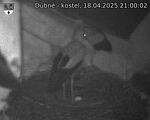 Capi_Dubne_20250418_210002.jpg
