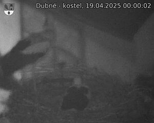 Capi_Dubne_20250419_000002.jpg (1350 x 1080)